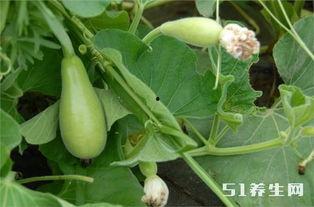 吃瓜治理,揭秘网络舆论场中的“瓜农”与“瓜果”