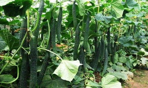 立夏早上吃瓜视频,瓜香四溢的夏日初体验