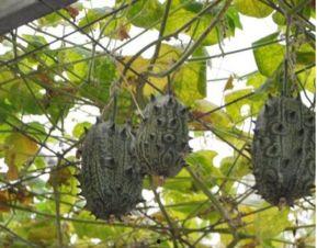 孕妇可以吃刺角瓜,刺角瓜的营养与美味