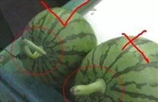 快速学习吃瓜视频,一网打尽热门吃瓜视频