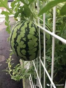 快速学习吃瓜视频,一网打尽热门吃瓜视频