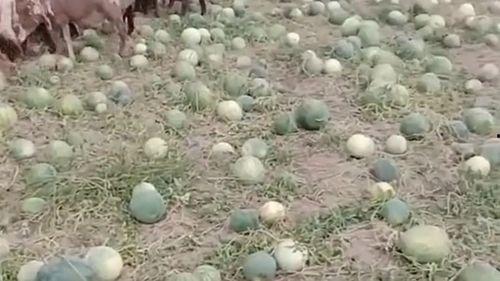 羊吃的瓜,田园风光尽收眼底