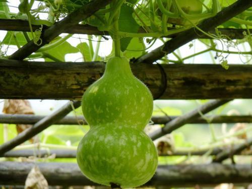 葫芦瓜不能随便吃吗