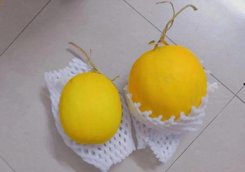 烂肚瓜可以吃吗,揭秘其食用安全与营养价值