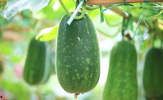 小妈咪吃瓜,揭秘娱乐圈幕后真相