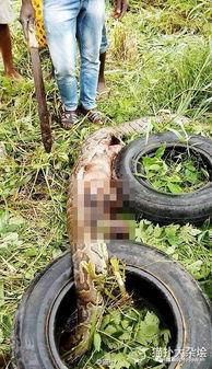 栅栏瓜怎么吃,从挑选到美味呈现