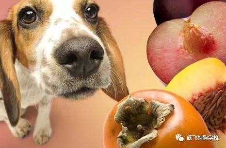 狗狗吃瓜会中毒么,了解瓜类对宠物的潜在危害