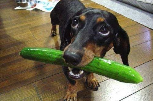 狗狗吃瓜会中毒么,了解瓜类对宠物的潜在危害