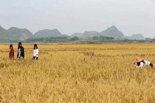 稻田网红吃瓜事件