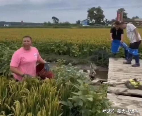 稻田网红吃瓜事件