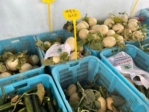 节目吃哈密瓜,哈密瓜盛宴，尽享瓜香四溢的美好时光