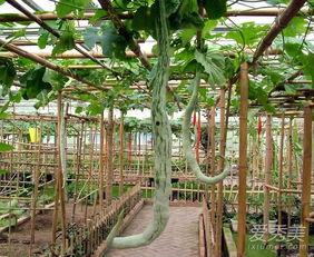 孕妇吃蛇瓜吗,孕妇可否食用蛇瓜？