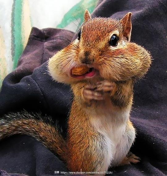 老福特松鼠吃瓜,老福特松鼠的夏日吃瓜趣事