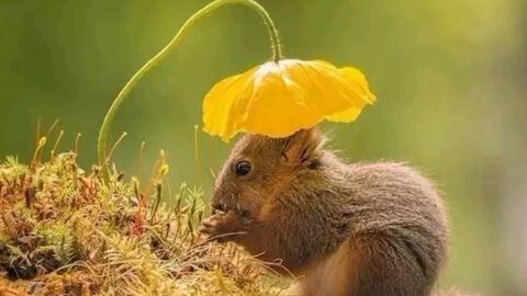 老福特松鼠吃瓜,老福特松鼠的夏日吃瓜趣事