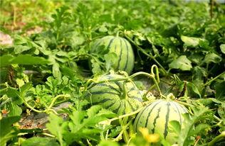 吃瓜看花,夏日休闲新风尚