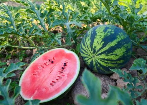 刘诗雅吃瓜,揭秘娱乐圈幕后真相