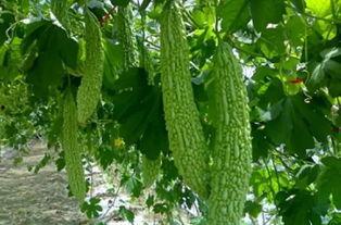 专门吃瓜的虫子,揭秘专食瓜果的神秘生物