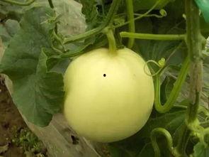 专门吃瓜的虫子,揭秘专食瓜果的神秘生物