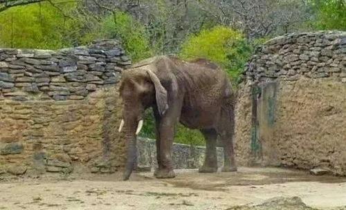 大象吃瓜生气,一场生态与情感的碰撞