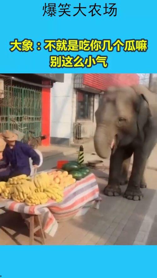 大象吃瓜生气,一场生态与情感的碰撞