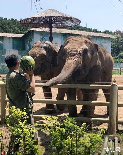大象吃瓜生气,一场生态与情感的碰撞