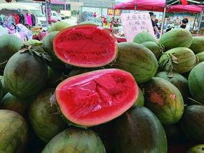 青岛戈优吃瓜