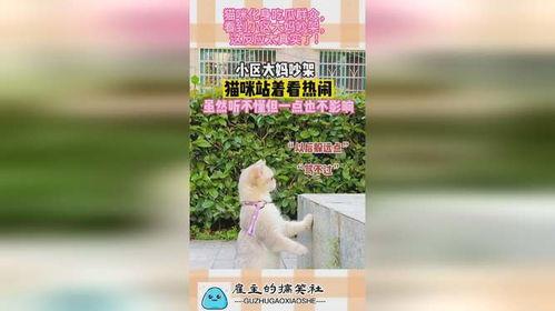 小区里吃瓜大妈