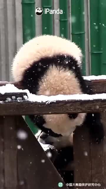 吃瓜小熊开局