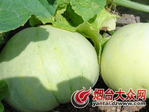 山东烟台招远吃瓜,瓜果飘香，品味夏日田园风情