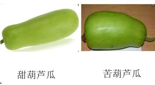 长葫芦瓜怎么吃