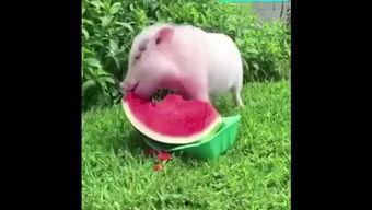 猪大哥吃瓜