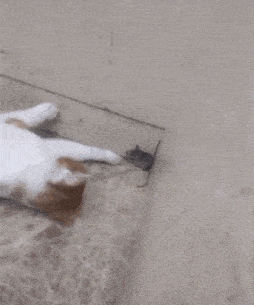猪大哥吃瓜