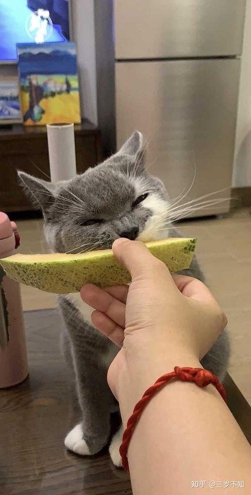 吃哈密瓜猫