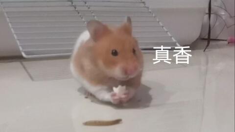金丝熊吃哈密瓜,甜蜜邂逅与营养盛宴